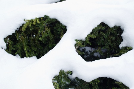 yew bush evergreen branches under snow in winter. の写真素材
