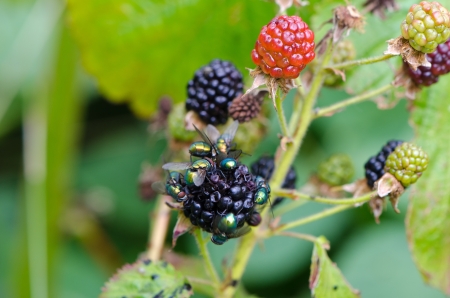 closeup of blackberry black berries and colorful green fly animal insect drink eat it juice  healthy natural nutrition food  の写真素材