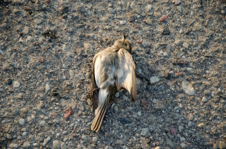 dead flycatcher victim bird killed by car lie on asphalt road  の写真素材