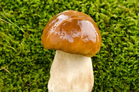 closeup of wet porcino penny bun boletus edulis cep mushroom grow on mossy ground in autumn forest  