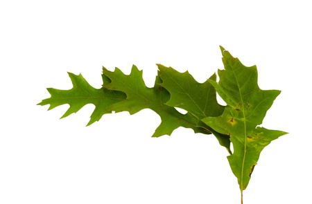 bright green decorative oak leaves lineup semicircle isolated on white background 