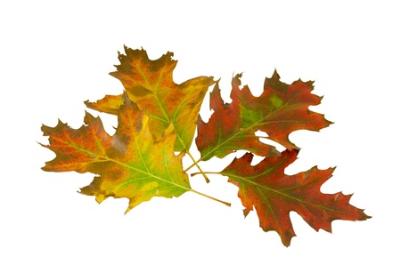 four decorative oak leaves in autumn composition isolated on white background の写真素材