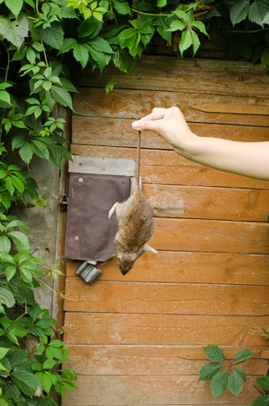woman hand hold dead rat on background of rural wooden basement cellar door  の写真素材