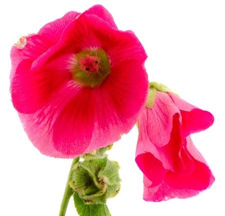 mallow flower alcea rosea red plant bloom closeup isolated on white  