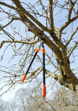 fruit tree cut trim prune with two handle clippers scissors in spring garden on background of blue...