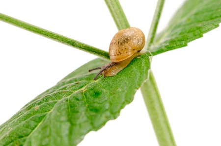 macro of little snail crawl on plant leaf isolated on white background. の写真素材