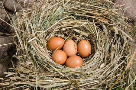 small rustic chicken eggs in nest of hay outdoor 