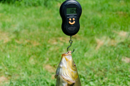 closeup big tench fish weight with scale. 