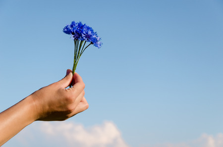 little cornflower bouquet on female hand on blue sky background の写真素材