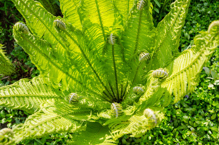 beautiful sunlit young green garden fern の写真素材