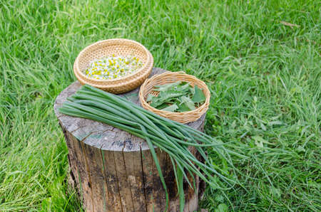 summer herbal set and ecology garden green onion on stump outdoor の写真素材