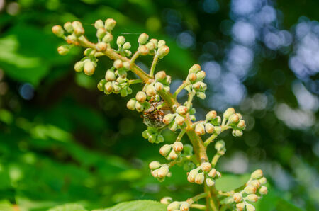 young green spring chestnut inflorescence with buds in garden の写真素材