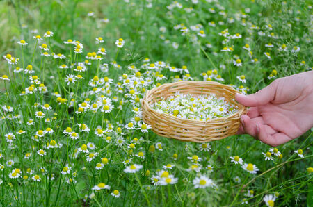 female hand hold little wicker basket with chamomile flowerの写真素材