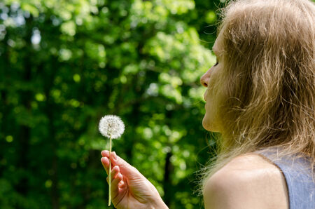 Woman hand hold  deflorated sowthistle dandelion flower seeds before air blow. の写真素材