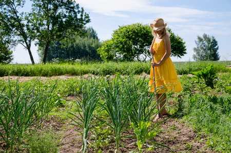 Barefoot gardener woman girl in yellow dress and hat work in garden with hoe between garlic and pea plant. の写真素材