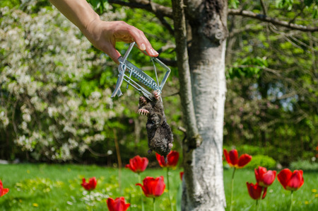 gardener hand and dead mole in iron trap on garden spring background の写真素材