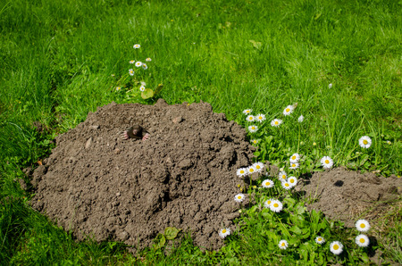 spring mole and molehill in the garden white flower  の写真素材