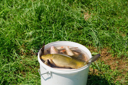 big fishing catch in a bucket with water on meadow grass. の写真素材