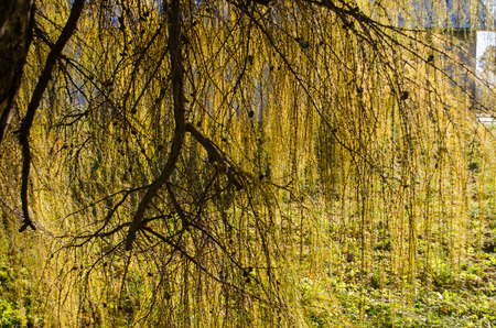 nutant long larch branches illuminated by the sun の写真素材