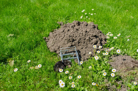 black dead mole in traps meadow to the powdery sunk cave の写真素材