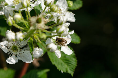 the young white blackberries florets fly two small bees summer time の写真素材