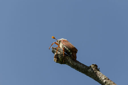 chafer bug crawl on dry tree branch on blue sky background の写真素材