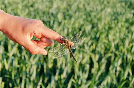 closeup large damselfly insect sit on womans finger. の写真素材