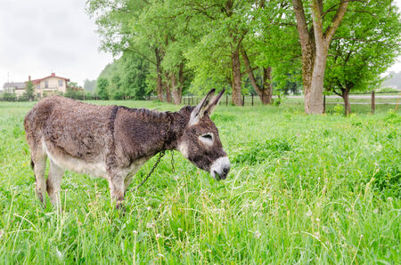 Cute wet donkey animal tied with chain graze in green meadow grass pasture in rainy day. の写真素材