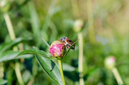 big bright brown cockchafer chafer sits quietly on the peony bud through it crawls small brown ants の写真素材