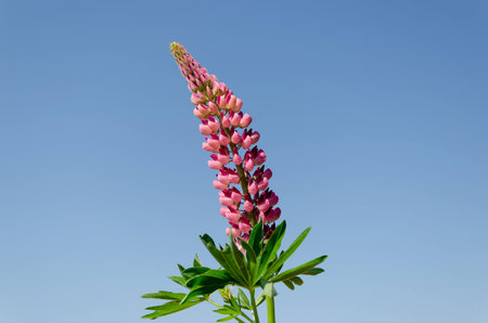 close up of pink lupine inflorescence on blue sky background の写真素材