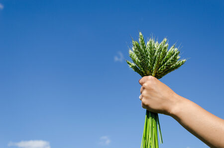 bouquet of green rye in hands of woman on blue sky backgroundの写真素材