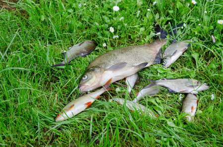 large glossy bream with small fish in the meadow 