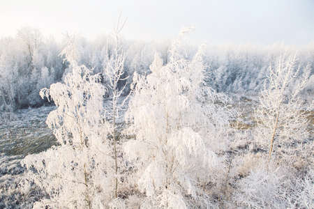 white winter trees covered in snow cold russiaの写真素材