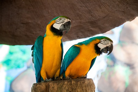 parrot Ara brushing beak tail sitting on a branch, the tree
