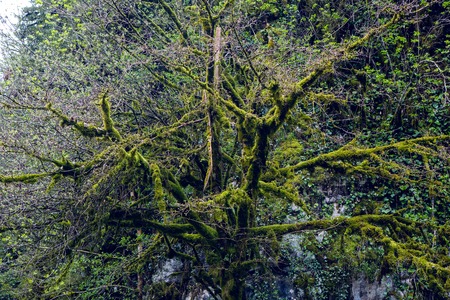 crown of the tree in the moss in the mountains of Abkhazia in the springの写真素材