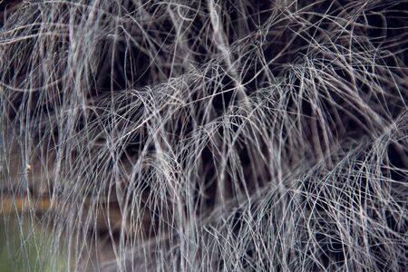 dry gray hair on the trunk of the palm treeの写真素材