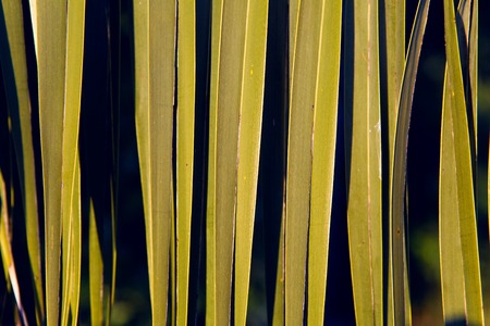 A closeup of a palm tree leaf.の写真素材