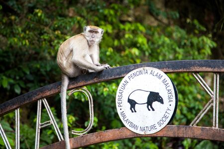 KUALA LUMPUR, MALAYSIA - January 23: Monkey is sitting on sign to the temple cave in Batu Caves the memory of the monk Varlaam of Antipas January 23, 2014.のeditorial素材