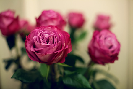 the buds are pink, red roses with green stemsの写真素材
