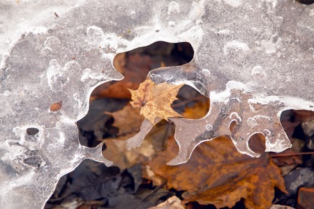 orange maple leaf lies on a melting ice riverの写真素材