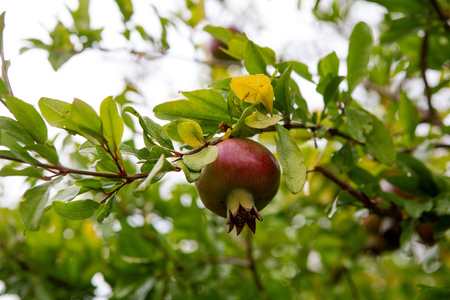 red green small pomegranate hanging on a branchの写真素材