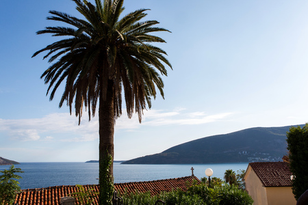 Sea views through tall palm trees in the Montenegro town of Herceg Noviの写真素材