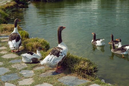 group white goose swim in the pond on a summer day in Pamukkaleの写真素材