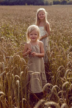 two sisters blonde girls in dresses stand in a field with wheat ears in the summerの写真素材