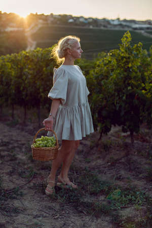 woman with a wicker basket of green grapes stands in her vineyard at sunsetの写真素材
