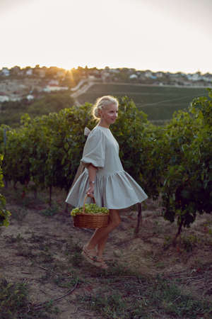 woman with a wicker basket of green grapes stands in her vineyard at sunsetの写真素材