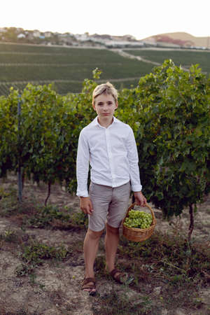 teenage schoolboy boy in a white shirt stands in a vineyard at sunset and holds a basket of green grapesの写真素材