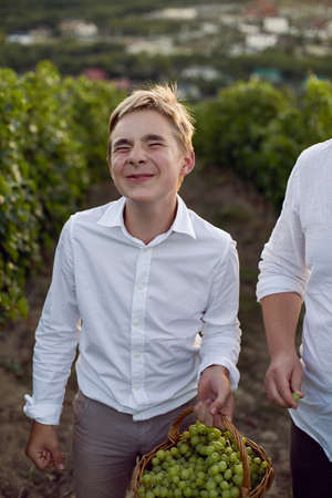 teenage schoolboy boy in a white shirt stands in a vineyard at sunset and holds a basket of green grapesの写真素材