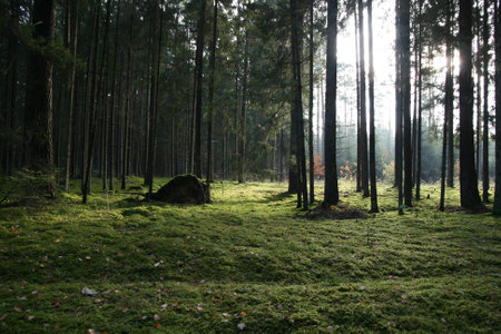 Forest and the lightの写真素材
