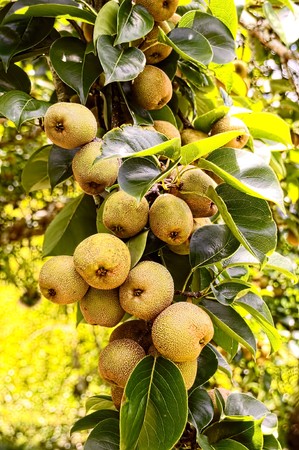 Ripe pear leg twig waiting to be harvested on the farm